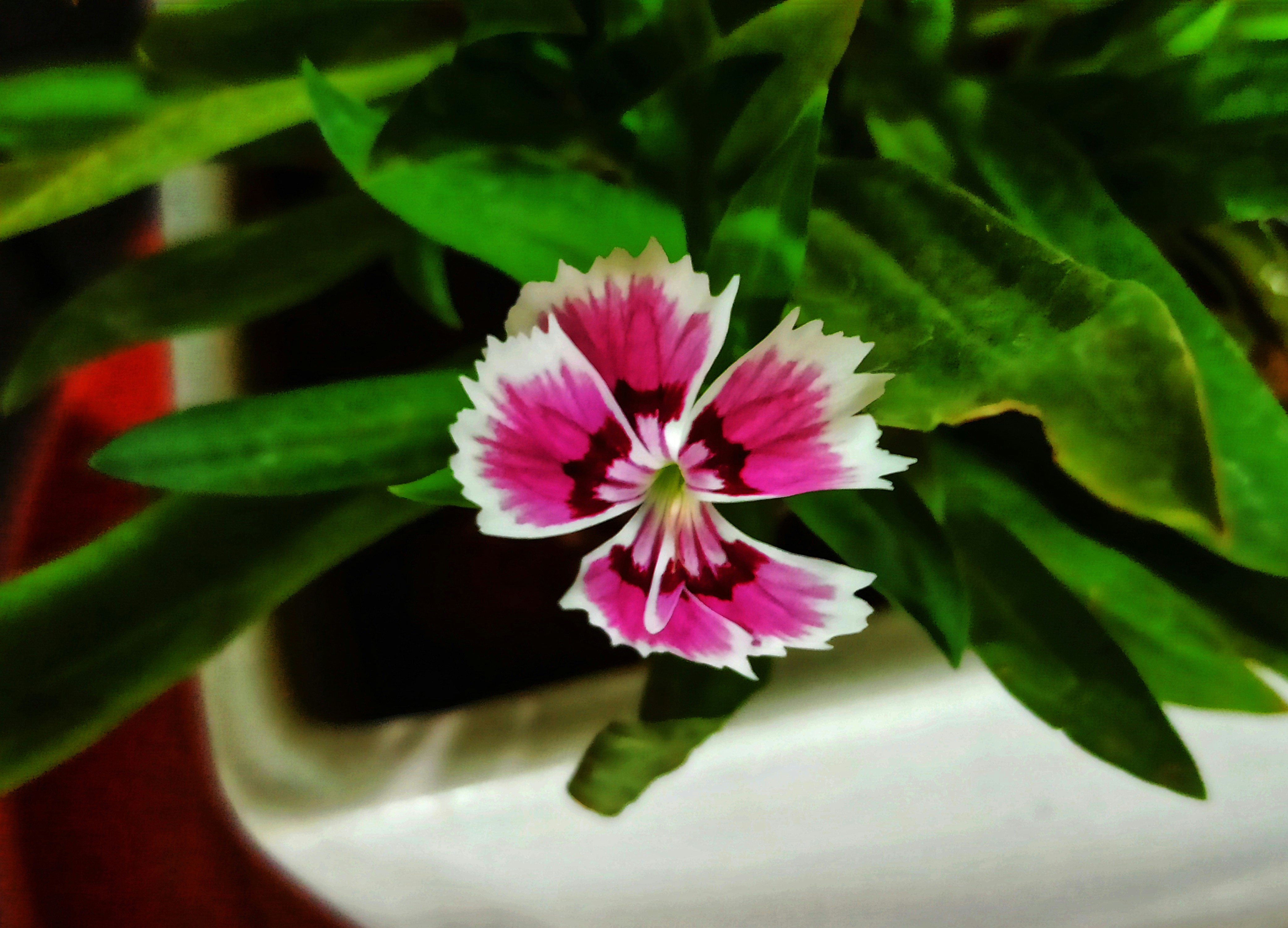A close up of a flower photo – Free Image on Unsplash