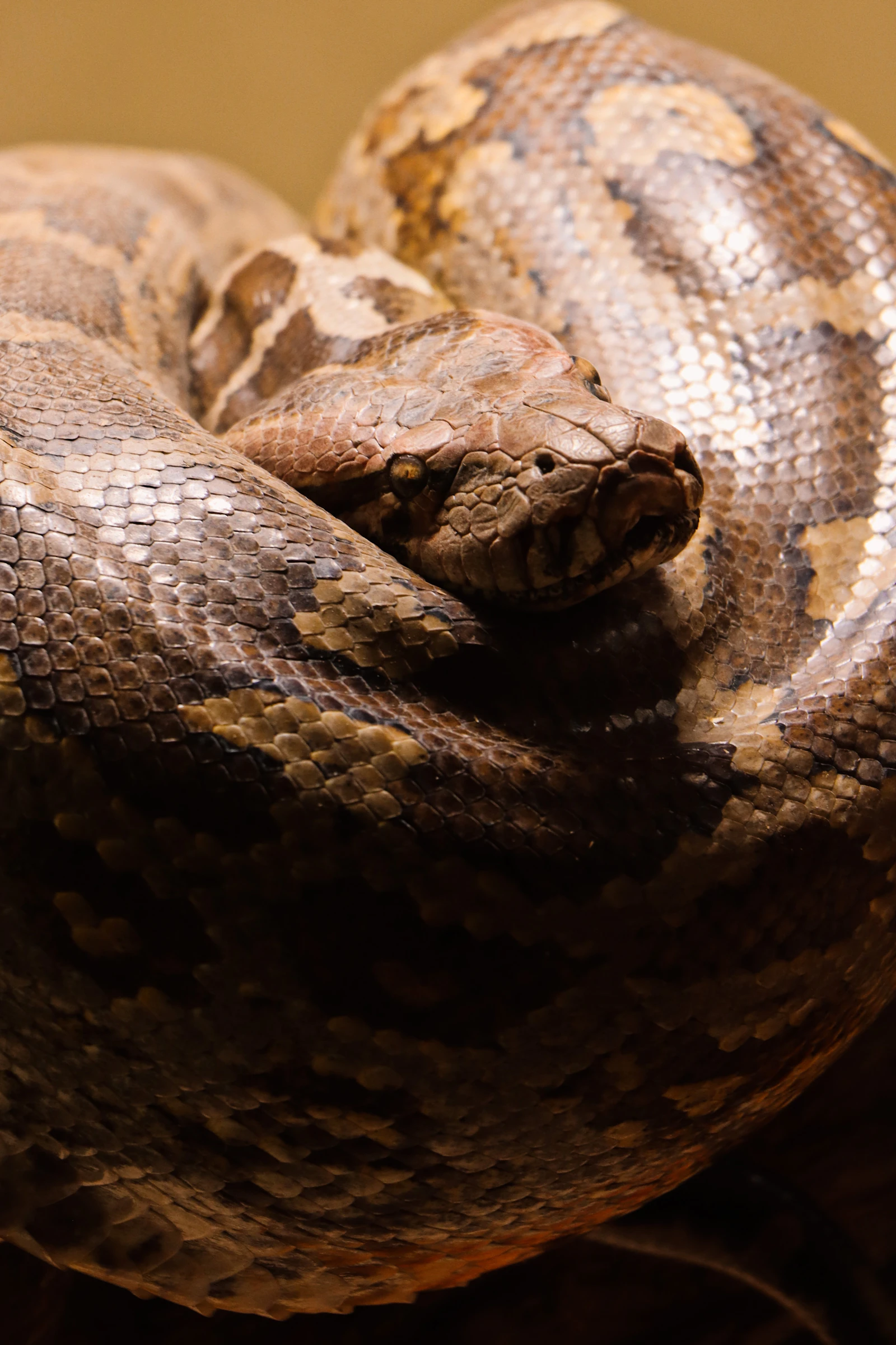 Scientists Solve the Mystery of Why Baby Snakes Coil to the Right