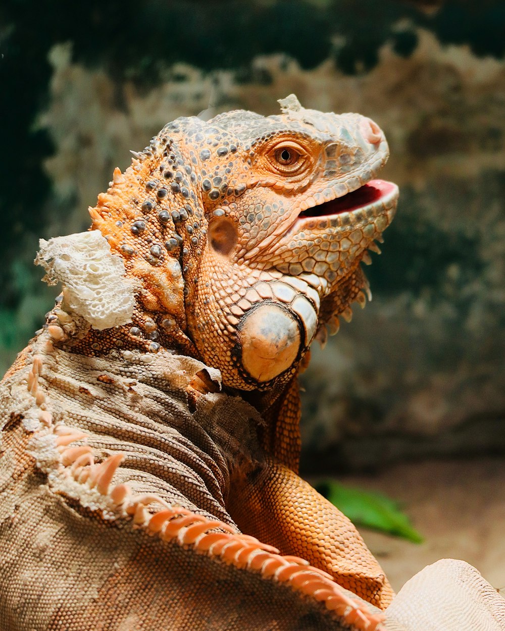 a lizard with a large mouth