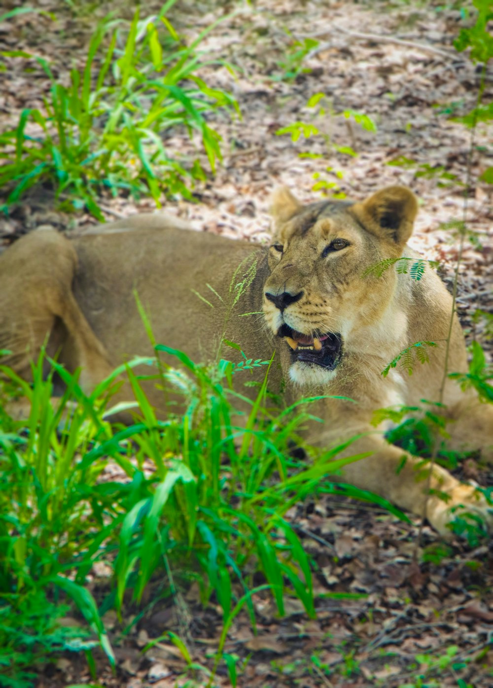 a lion lying in the grass