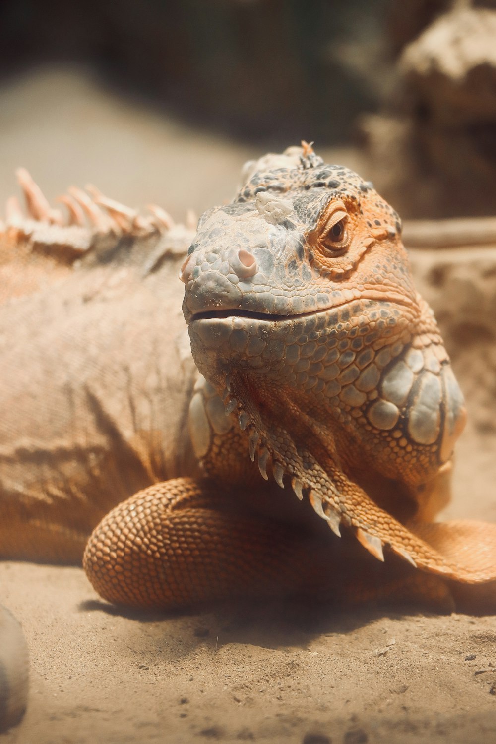 a lizard on a rock