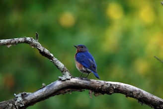 a bird sitting on a branch
