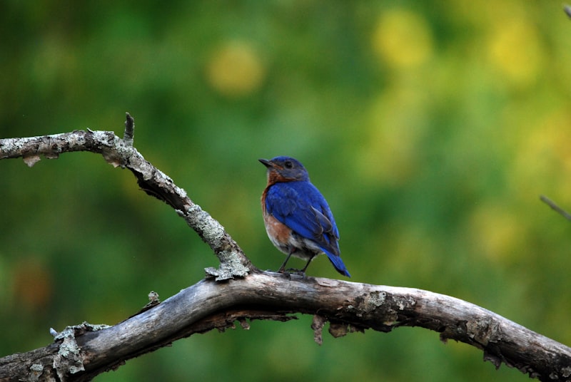 A bird perched on a branch