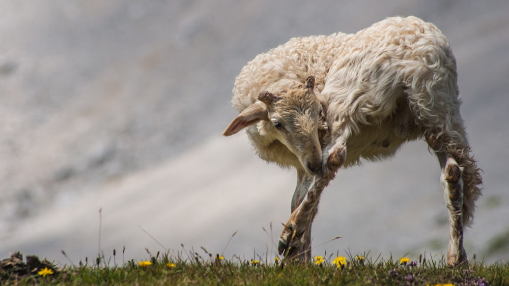 a white animal with horns