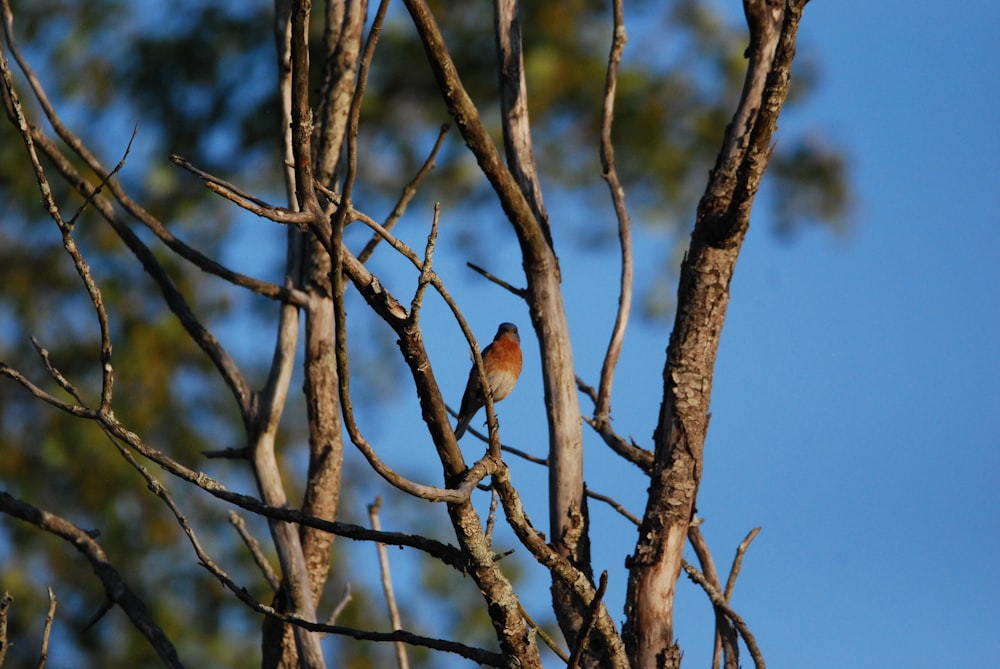 birds sitting on a tree