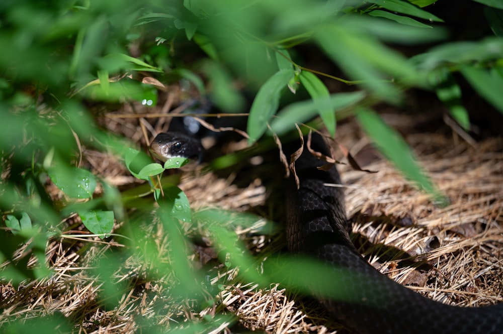 a small black animal in the grass