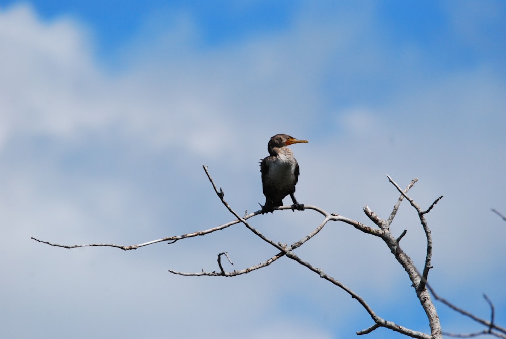 a bird sitting on a tree branch