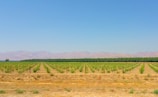 Neatly arranged rows of young trees stretch out across a vast field under a clear blue sky. The trees are planted in orderly lines, and the landscape is flat, leading to distant rolling hills. The soil appears dry and brown, with a few patches of green indicating minimal ground cover.
