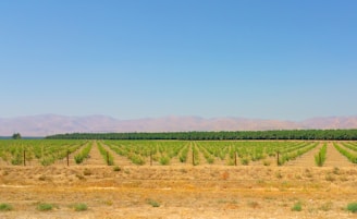 Neatly arranged rows of young trees stretch out across a vast field under a clear blue sky. The trees are planted in orderly lines, and the landscape is flat, leading to distant rolling hills. The soil appears dry and brown, with a few patches of green indicating minimal ground cover.