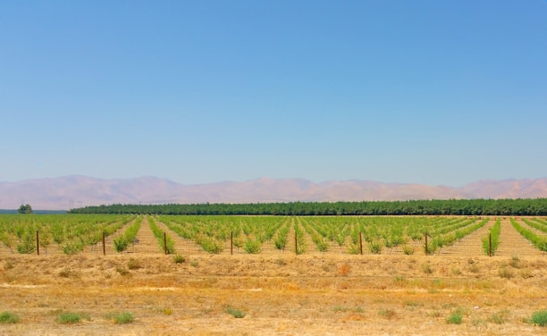 Neatly arranged rows of young trees stretch out across a vast field under a clear blue sky. The trees are planted in orderly lines, and the landscape is flat, leading to distant rolling hills. The soil appears dry and brown, with a few patches of green indicating minimal ground cover.