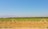 Neatly arranged rows of young trees stretch out across a vast field under a clear blue sky. The trees are planted in orderly lines, and the landscape is flat, leading to distant rolling hills. The soil appears dry and brown, with a few patches of green indicating minimal ground cover.