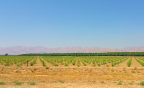 Workers carefully planting young eucalyptus trees in rows.