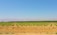 Neatly arranged rows of young trees stretch out across a vast field under a clear blue sky. The trees are planted in orderly lines, and the landscape is flat, leading to distant rolling hills. The soil appears dry and brown, with a few patches of green indicating minimal ground cover.