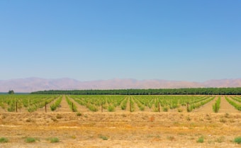 Neatly arranged rows of young trees stretch out across a vast field under a clear blue sky. The trees are planted in orderly lines, and the landscape is flat, leading to distant rolling hills. The soil appears dry and brown, with a few patches of green indicating minimal ground cover.