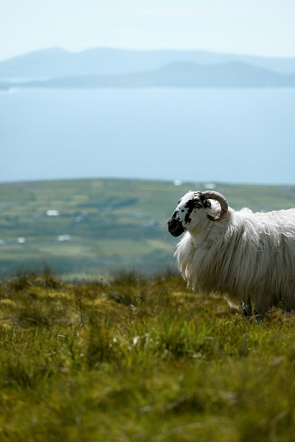 a ram standing in a field