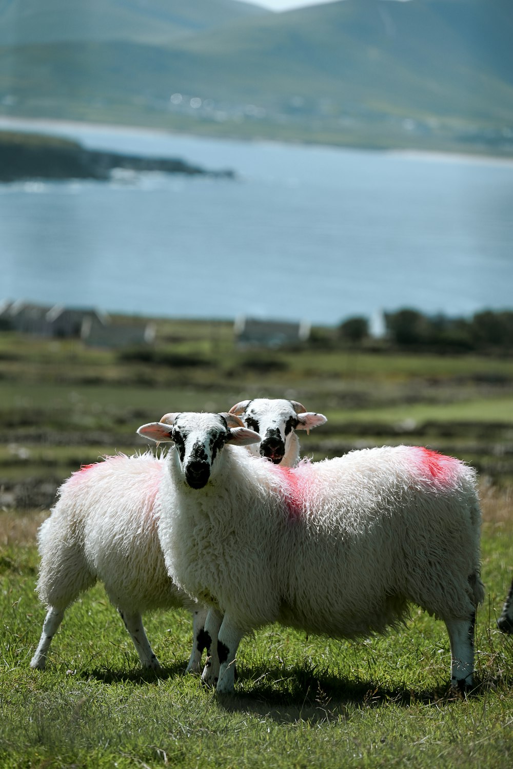 a couple of sheep stand near each other