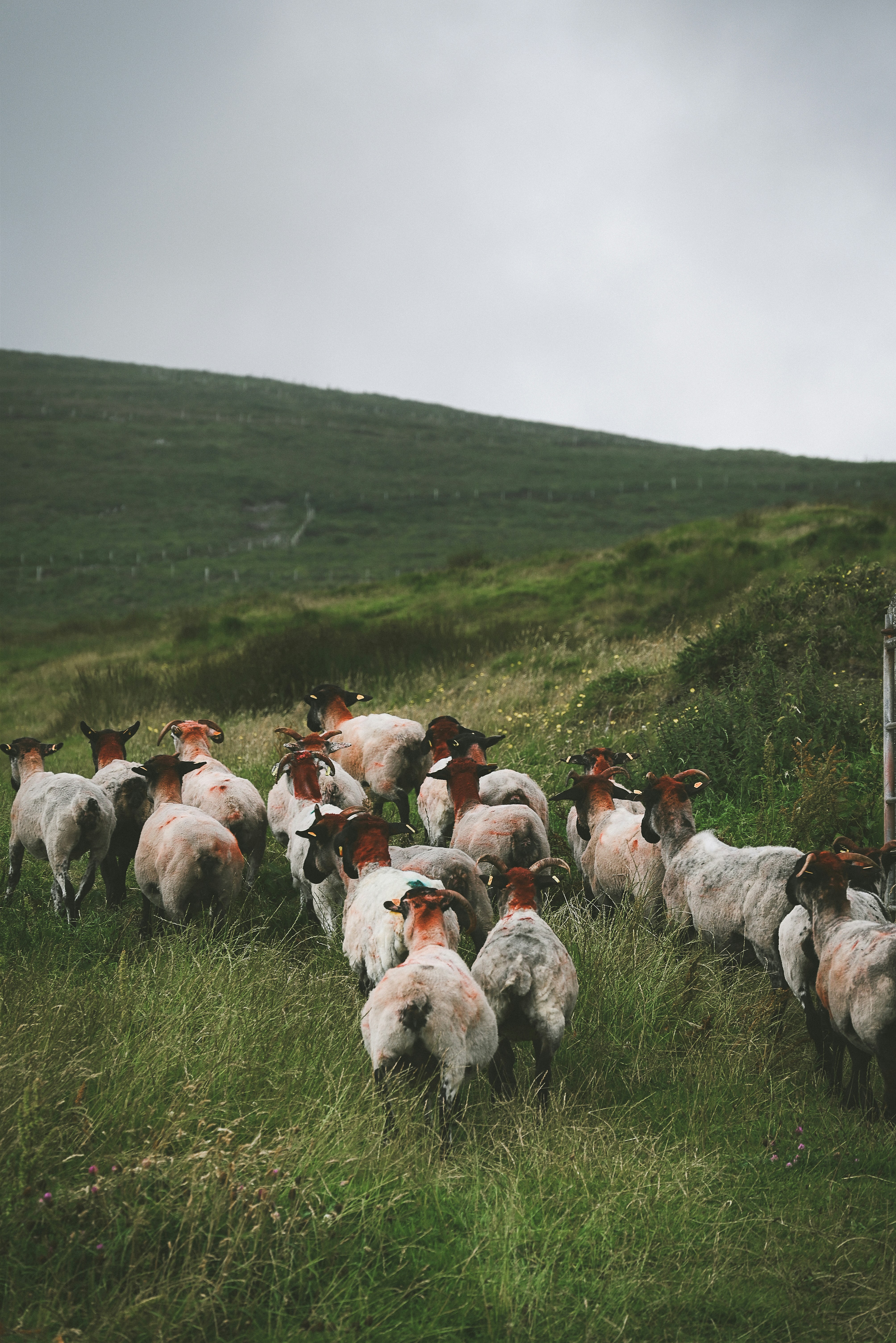 Flock of sheep on green hillside, healthy and well-conditioned, UK farm