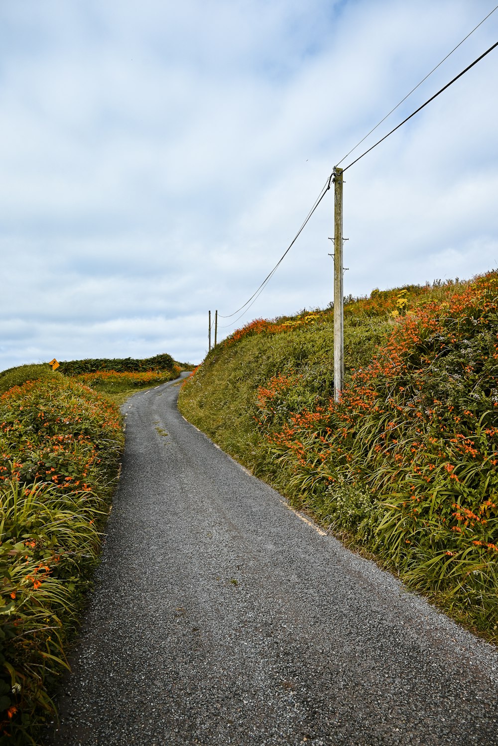 a road with plants on the side