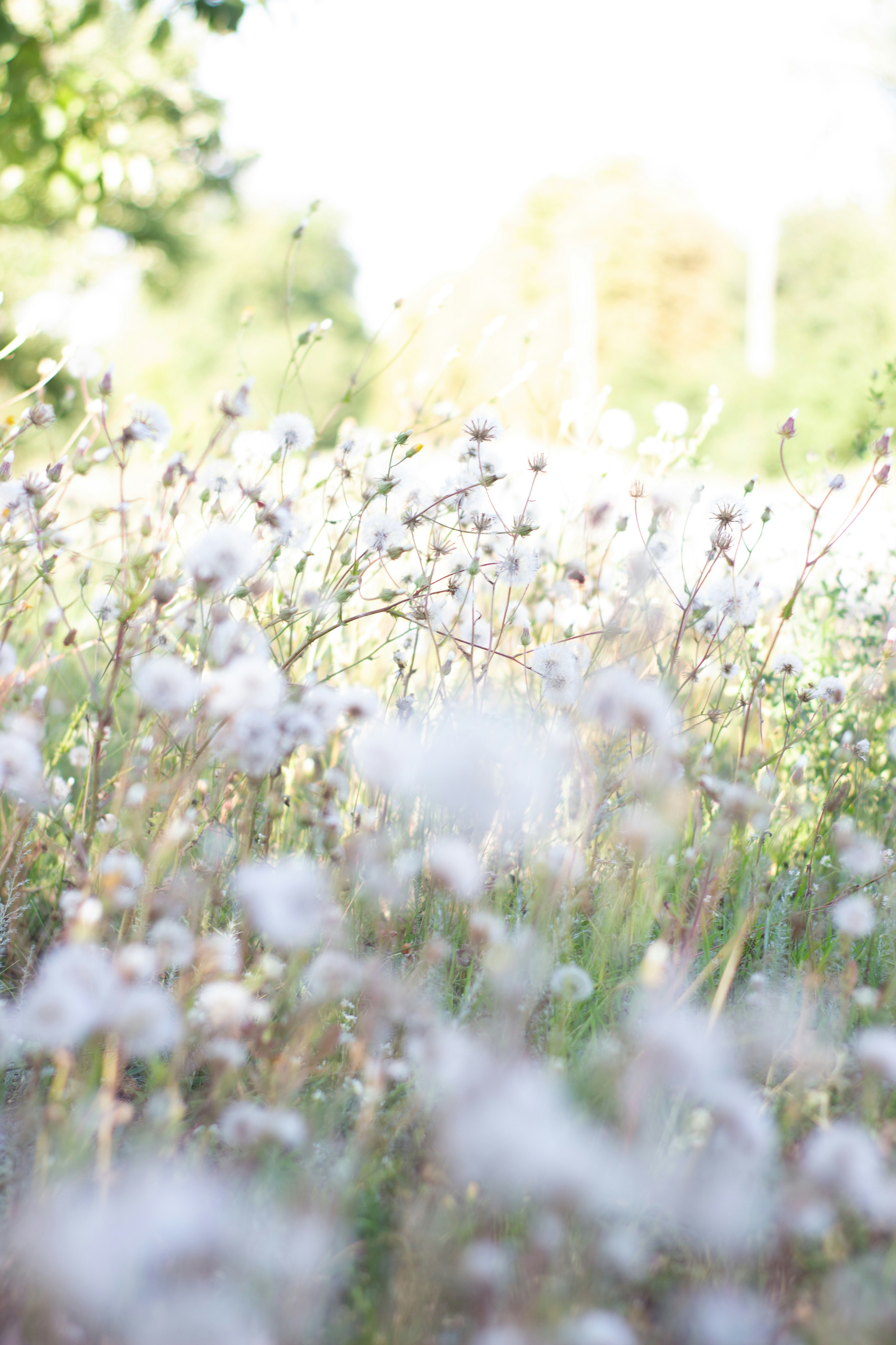 Photo by olga_kalchenko