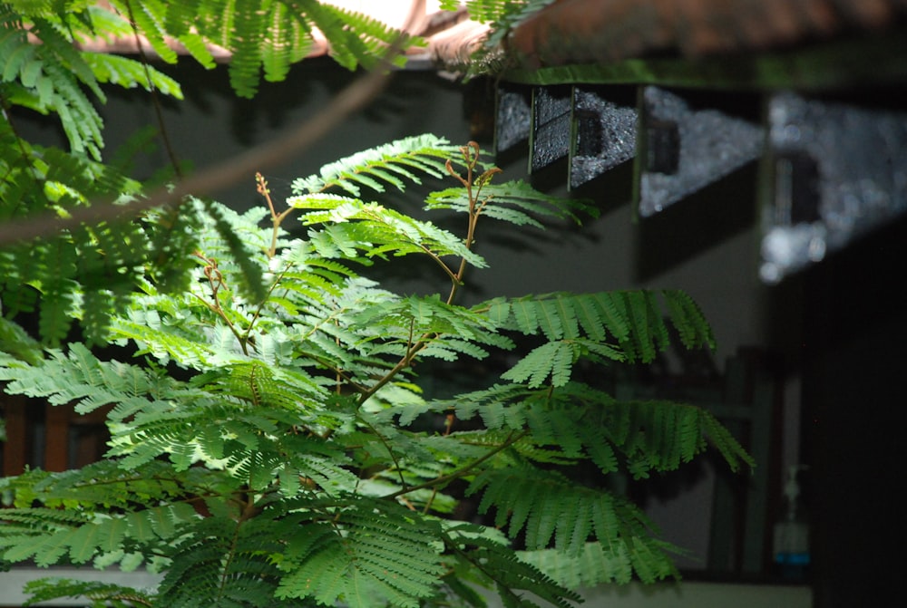 a tree with green leaves