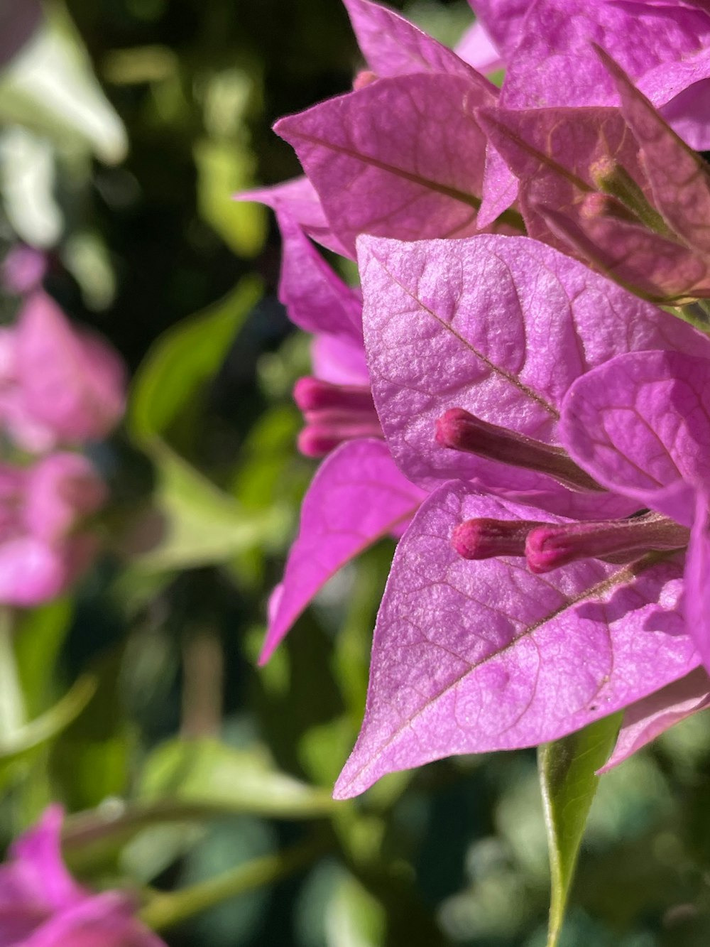 a close up of a purple flower