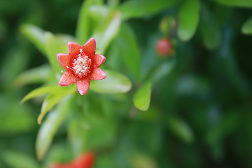a red flower with green leaves