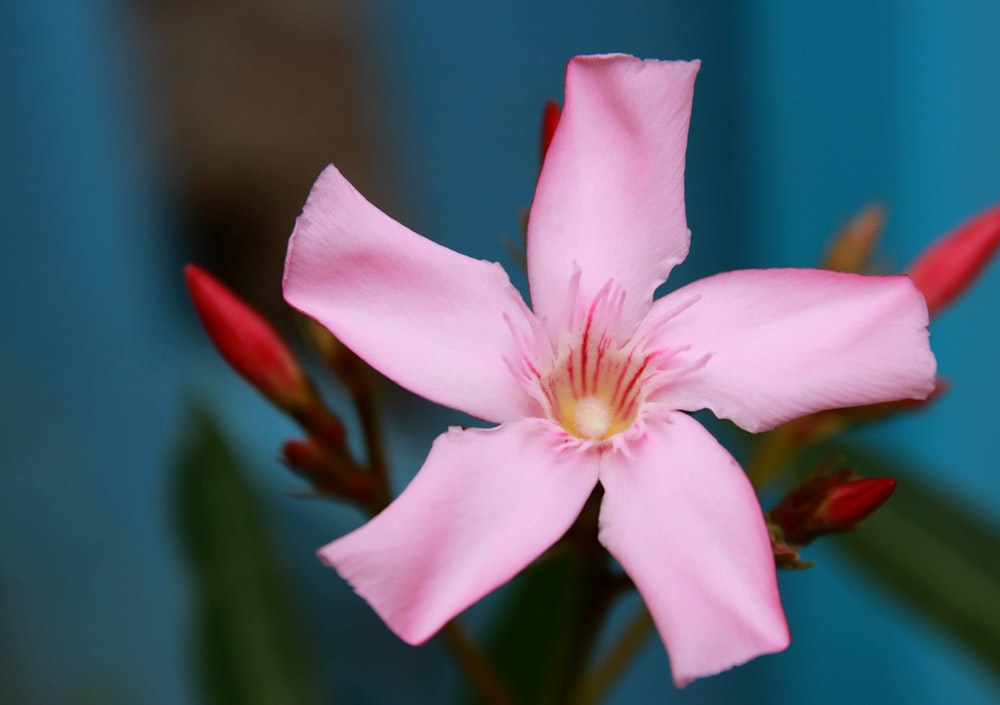 a pink flower with green leaves