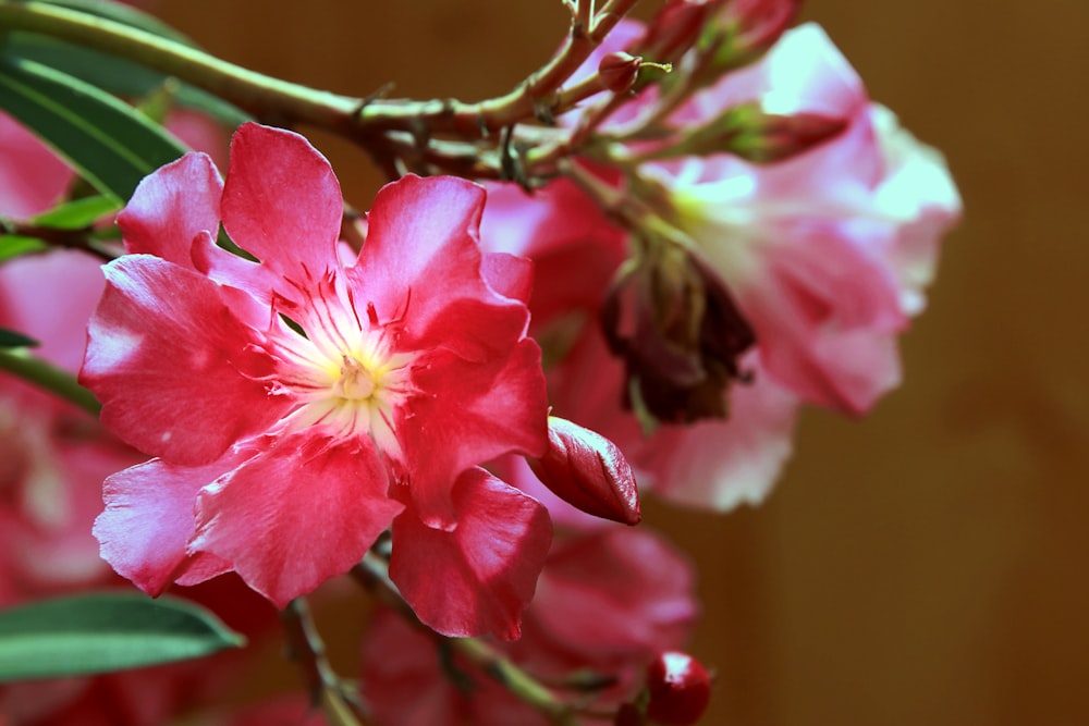 a close up of a flower