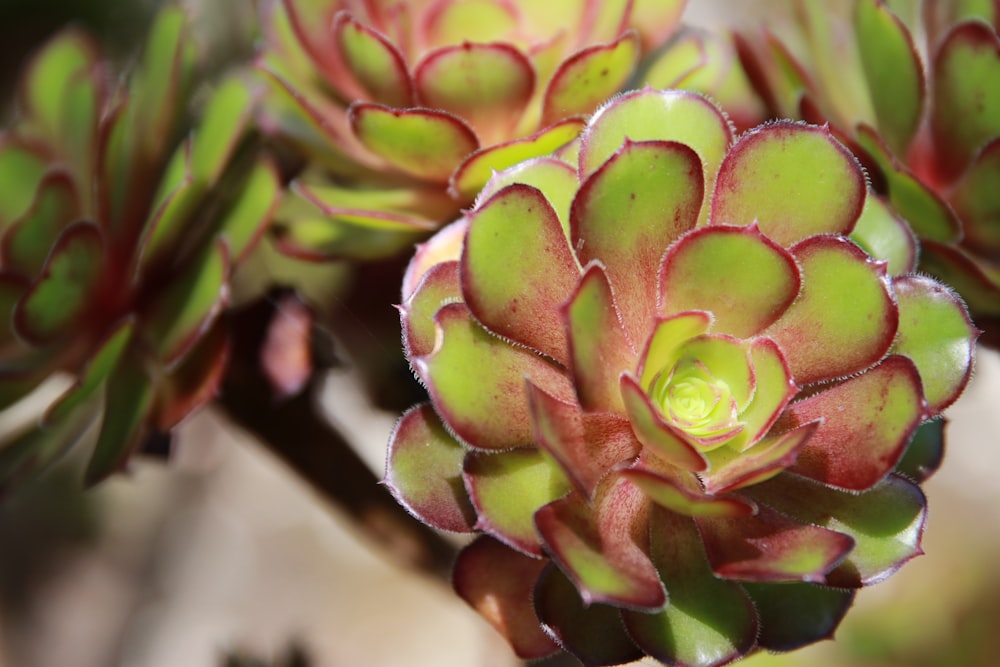 a close up of a plant