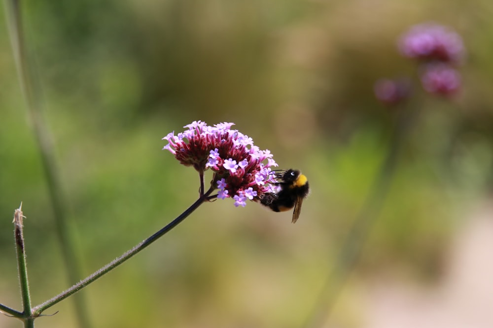 a bee on a flower