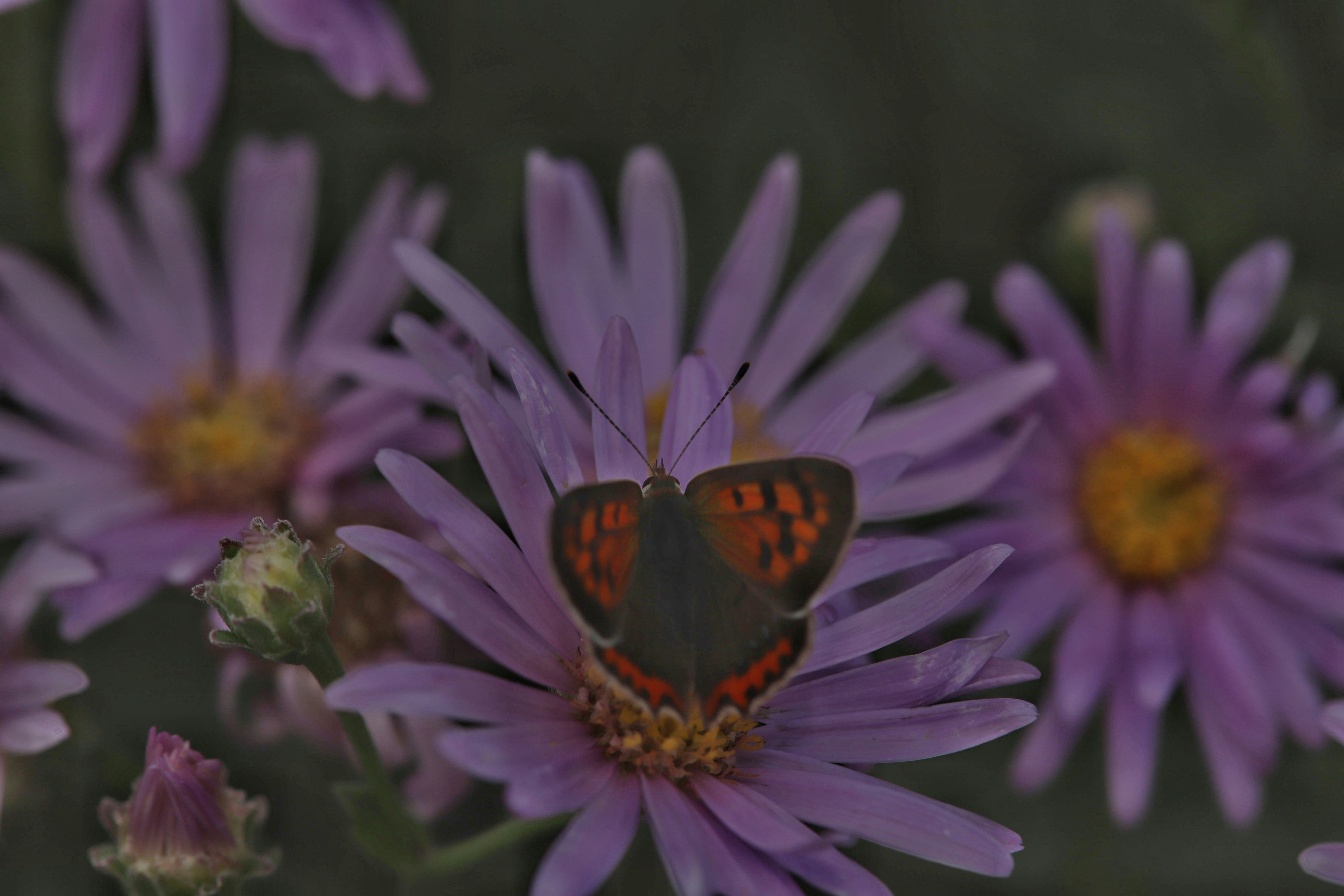 una farfalla su un fiore viola
