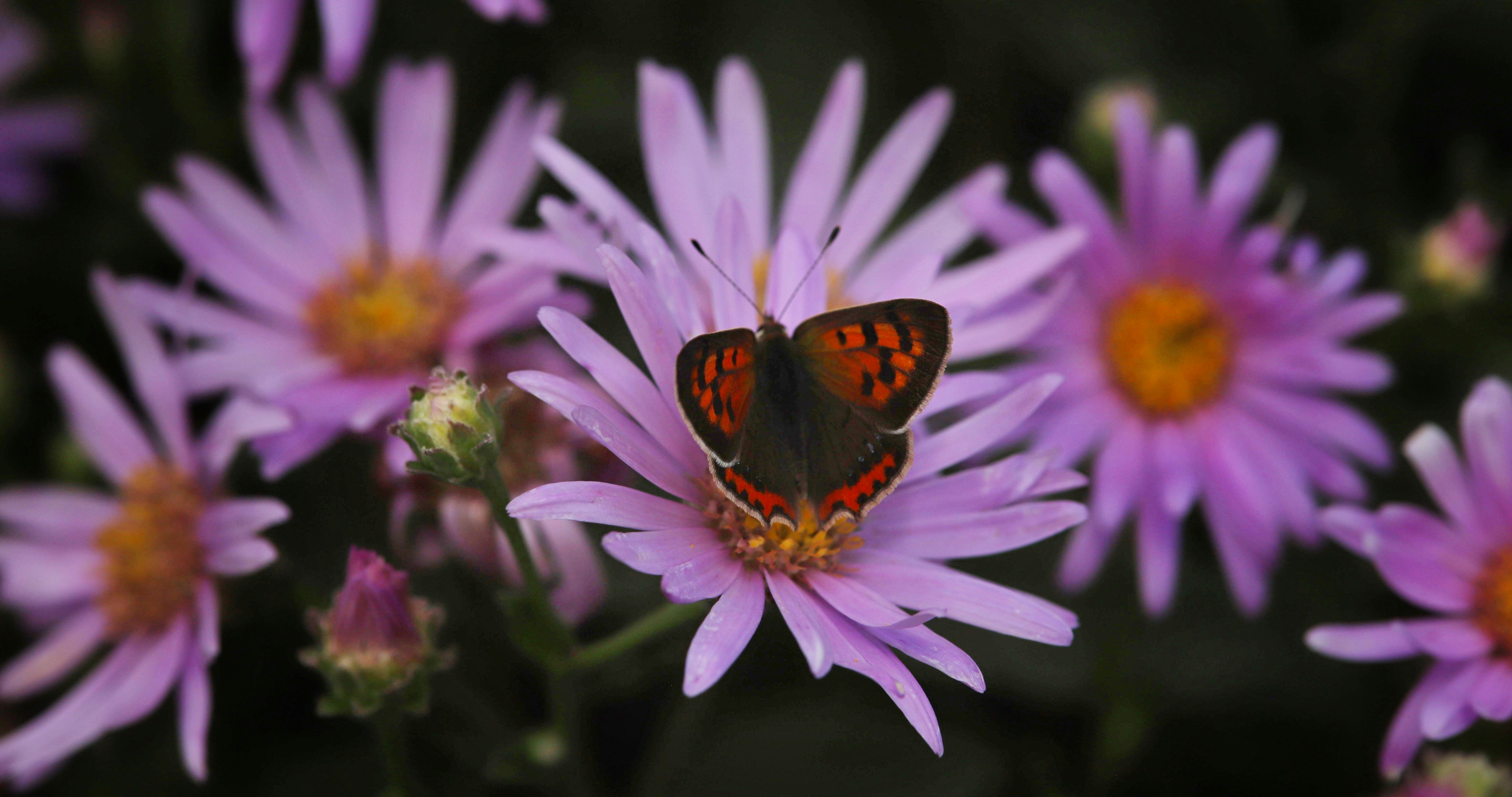 una farfalla su un fiore
