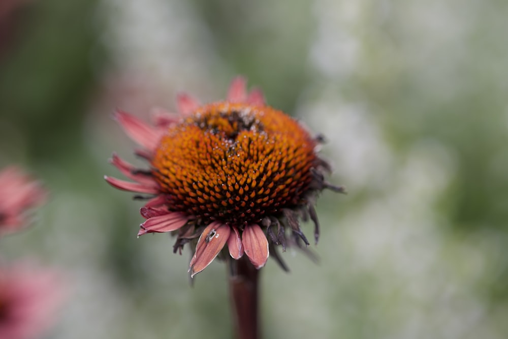 a close up of a flower