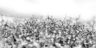 An artistic photo of nature with a focus on intricate details and natural light.