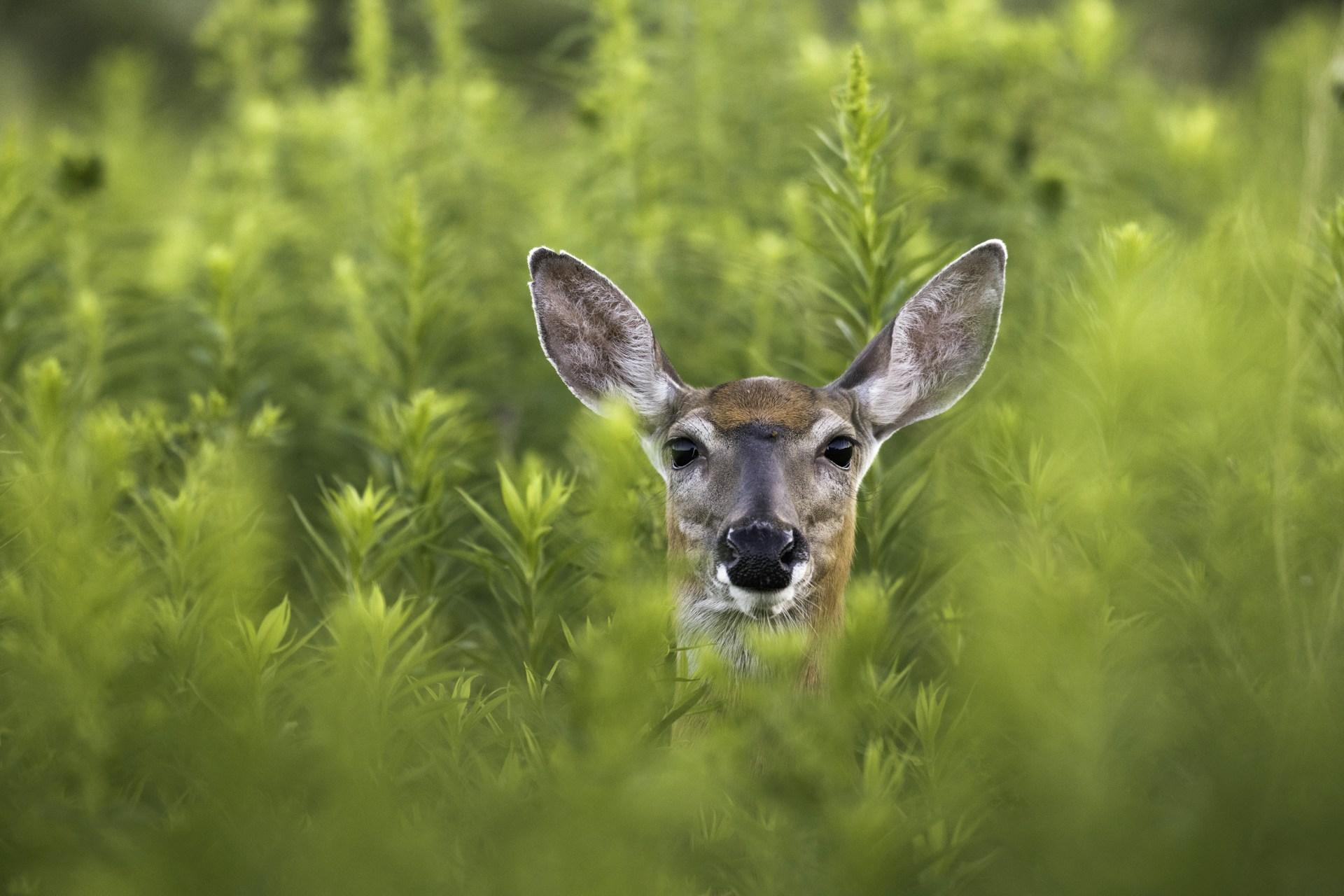 a deer in a field