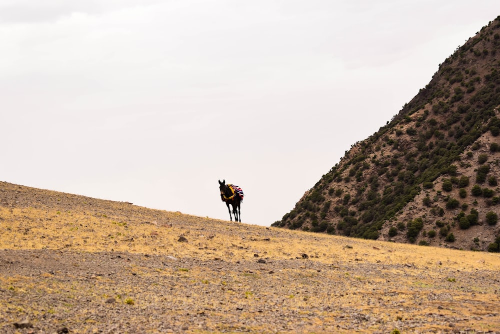 a dog walking on a hill