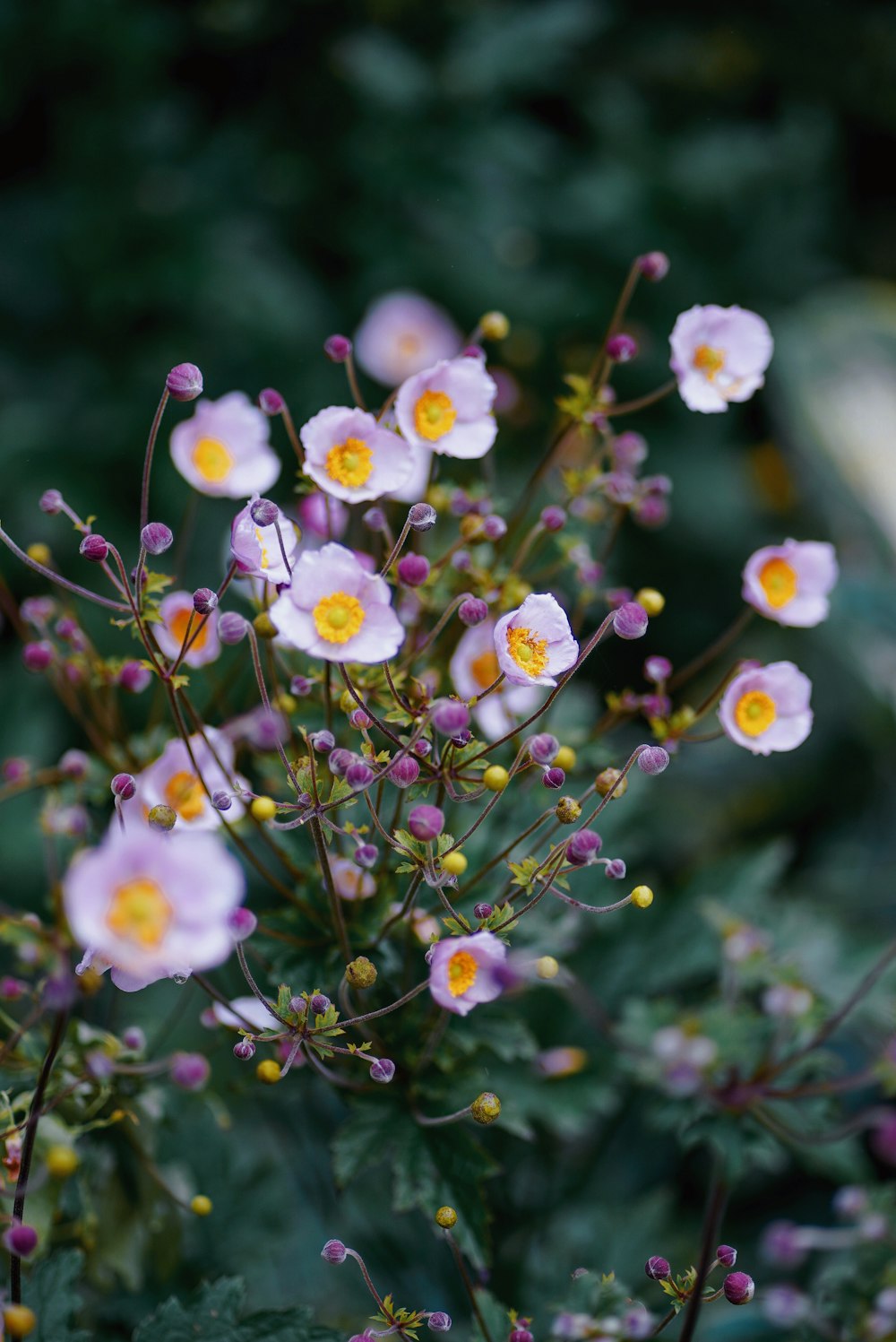 a close up of flowers