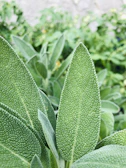 a close up of a plant