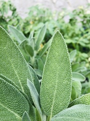 a close up of a plant