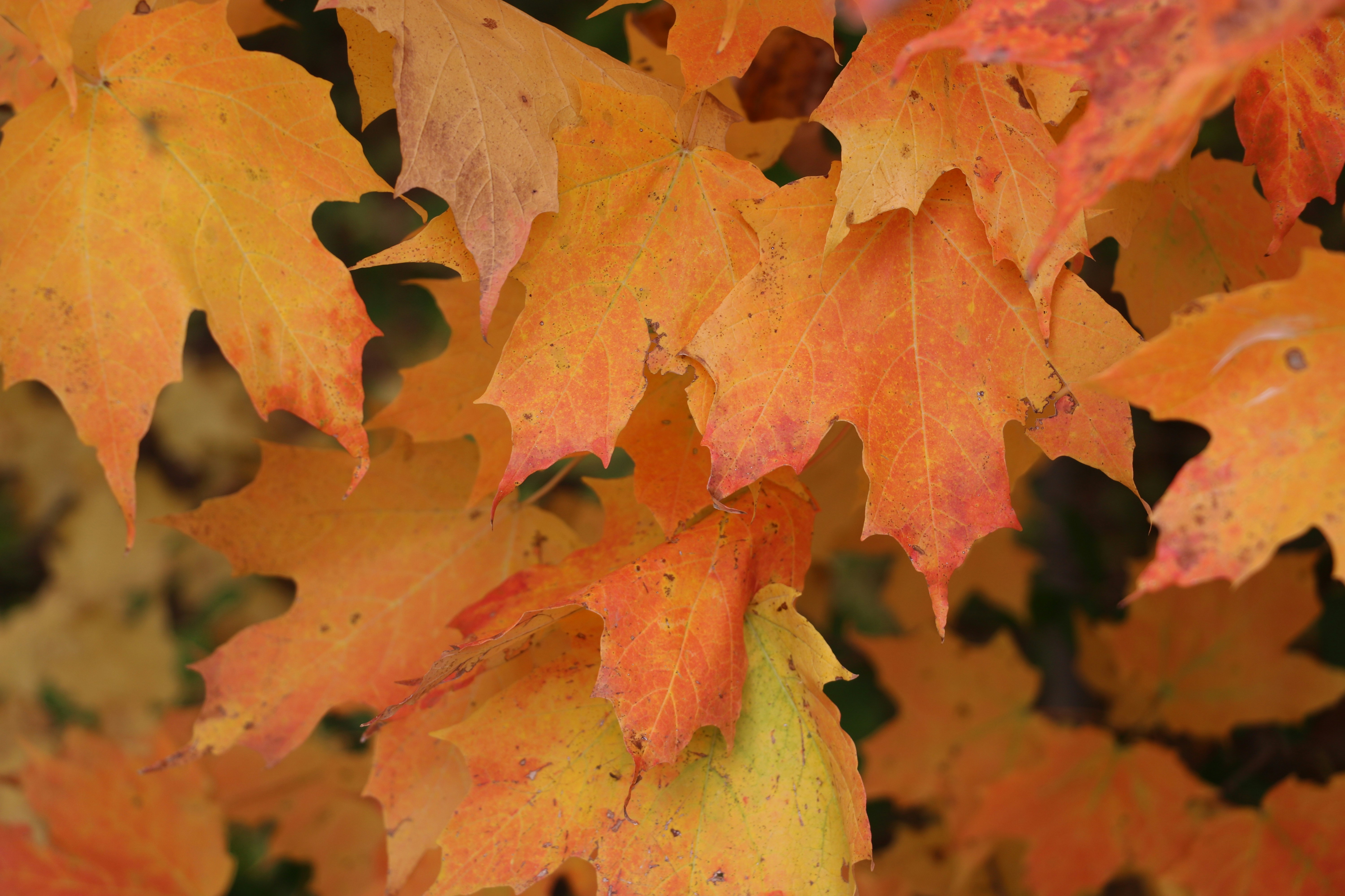 Photo by jasonctorgerson