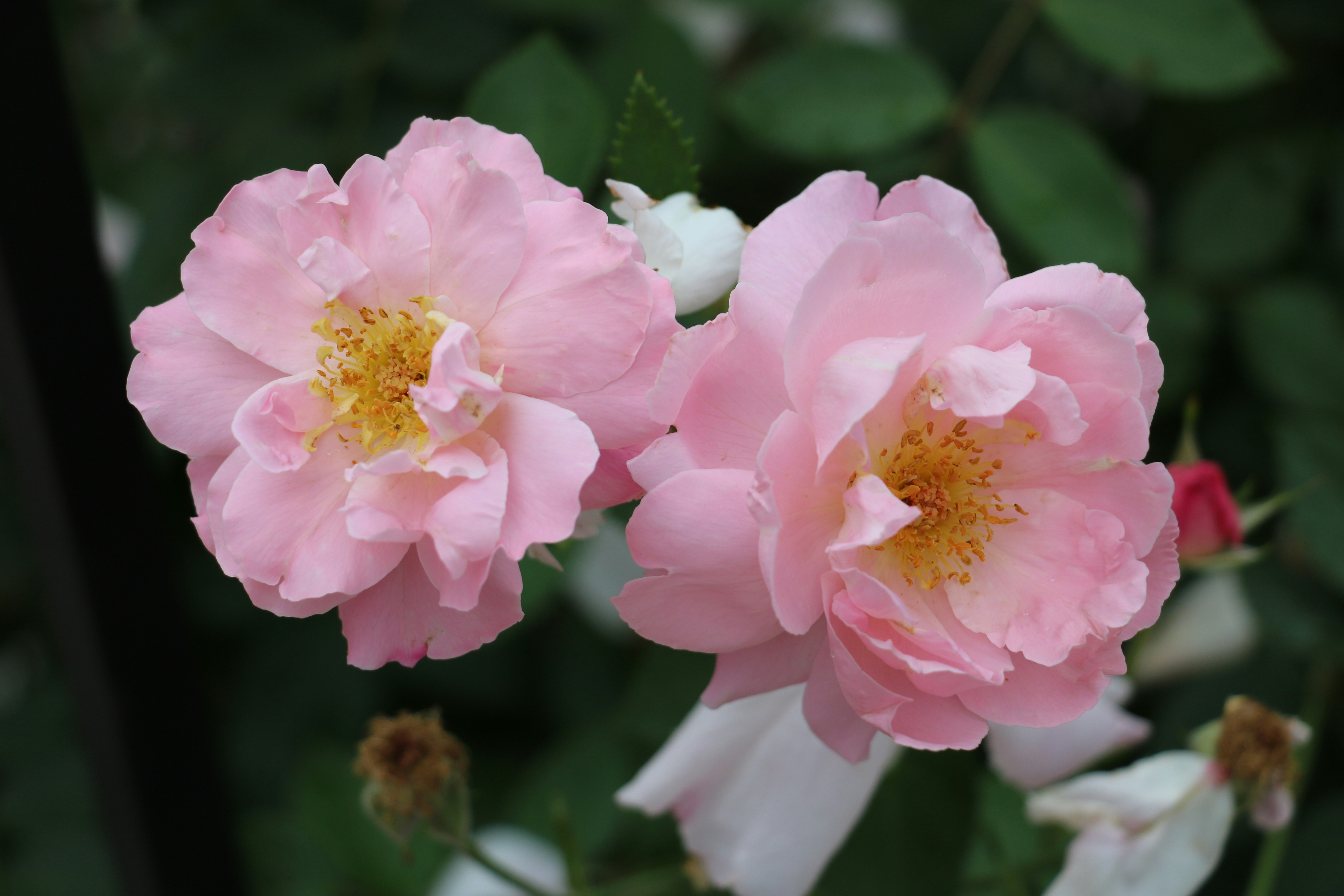 Photo by jasonctorgerson