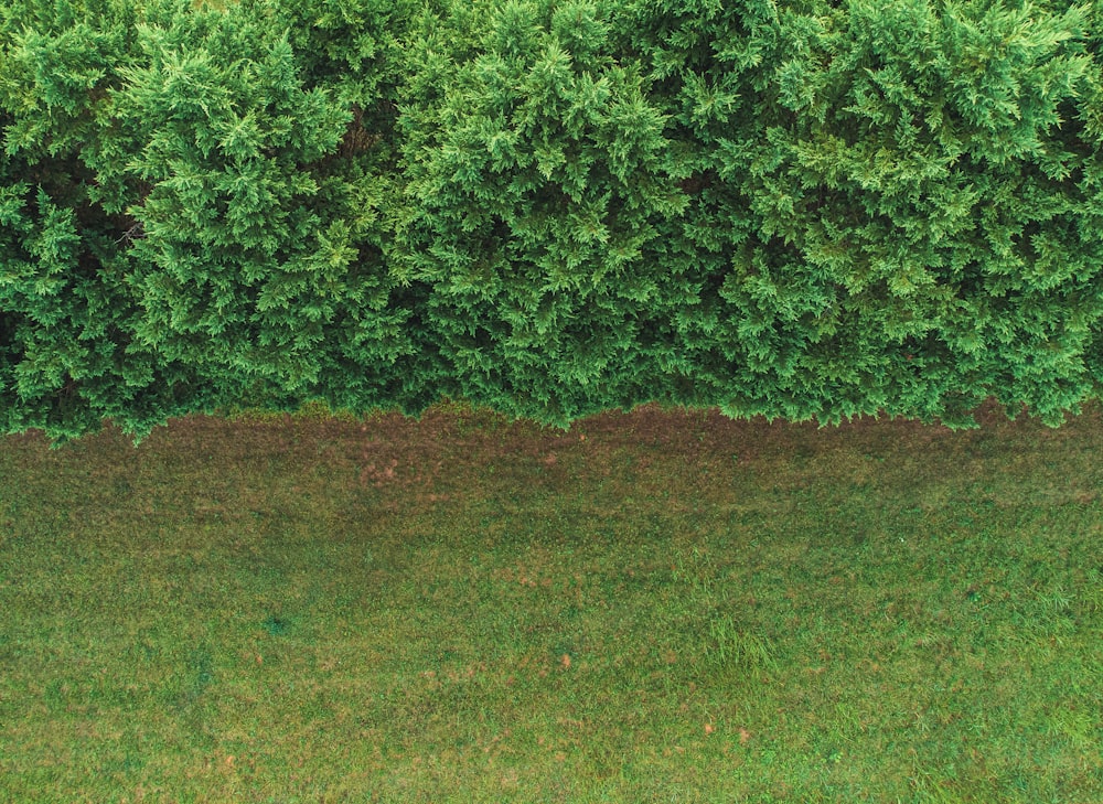 a large green field with trees in the background