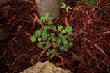 A rustic wooden sign reading 'Grow Green' beside a thriving patch of clover.