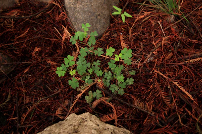 A rustic wooden sign reading 'Grow Green' beside a thriving patch of clover.