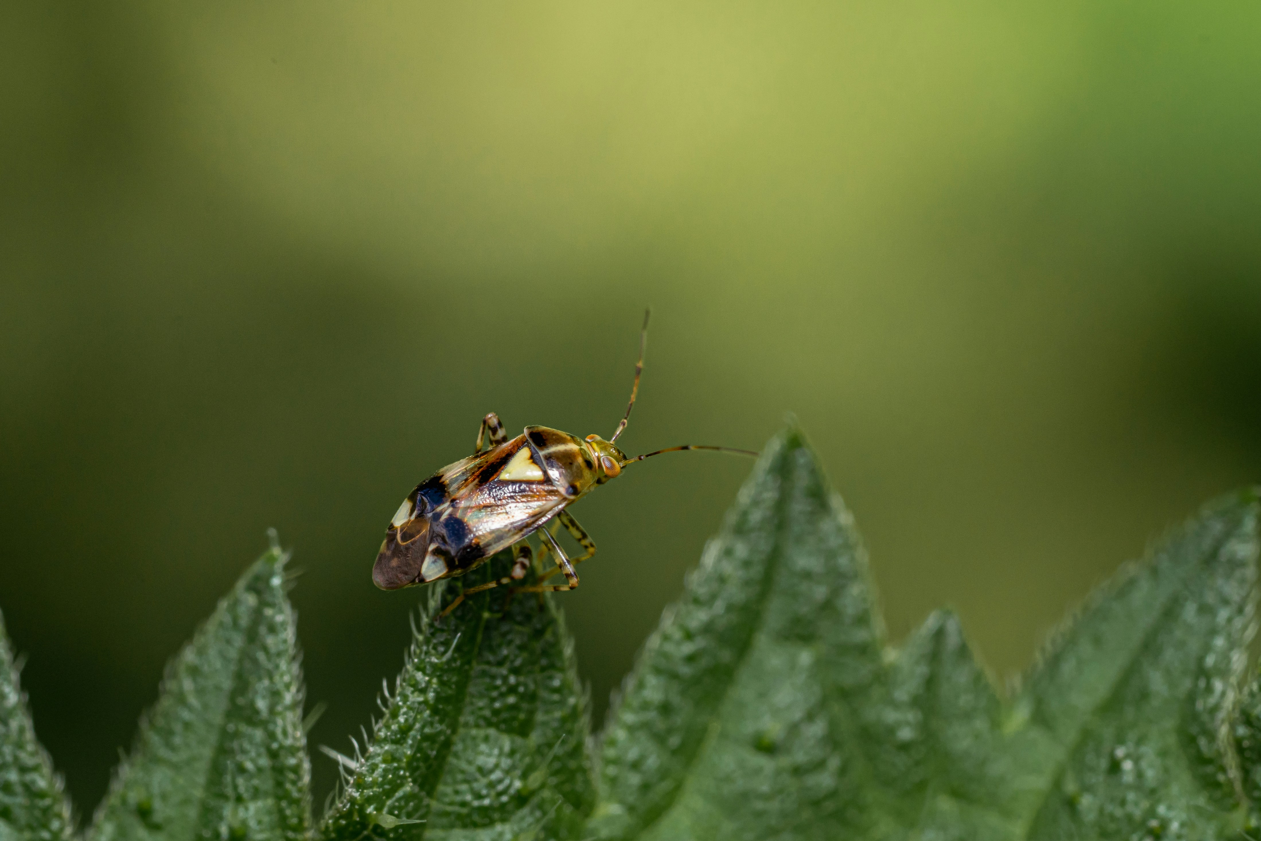 Photo by neringanorman