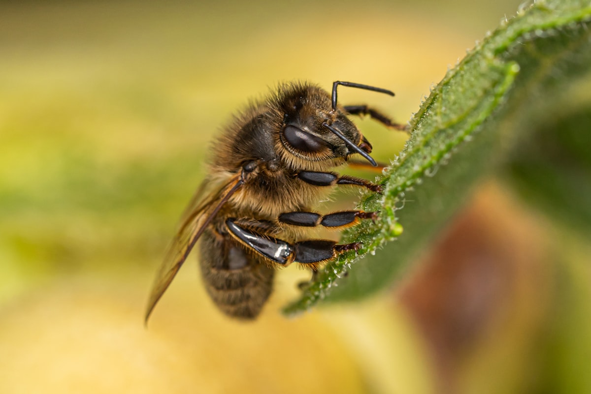 A bee resting on a green leaf captured in sharp detail with a macro lens