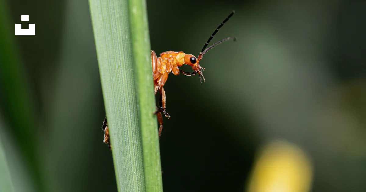 A bug on a leaf photo – Free Bug Image on Unsplash