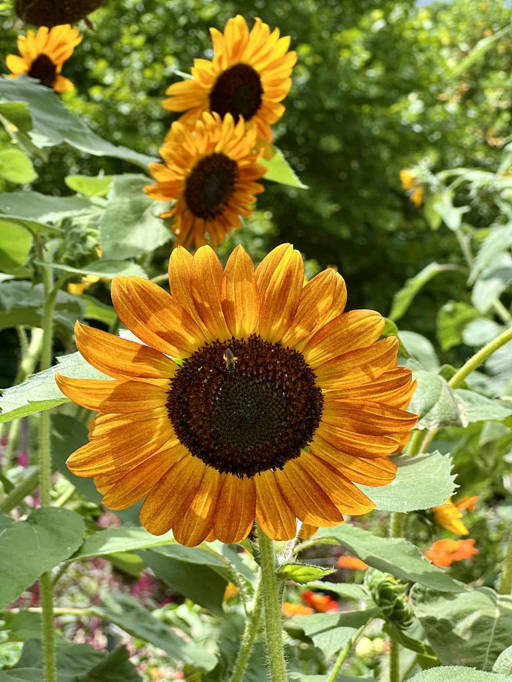 a group of sunflowers