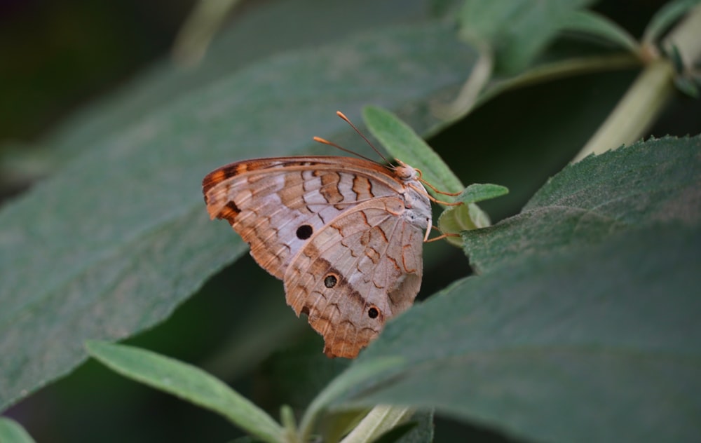 a butterfly on a leaf