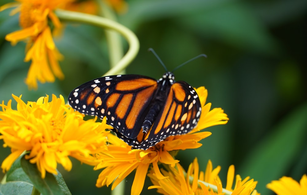 a butterfly on a flower